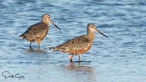 Image result for Limosa haemastica