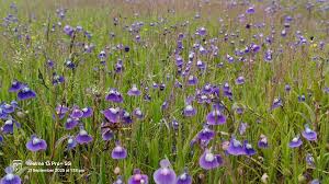 Attēlu rezultāti vaicājumam “Lentibulariaceae”