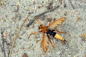 Attēlu rezultāti vaicājumam “Asilus crabroniformis”