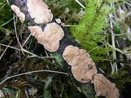 Attēlu rezultāti vaicājumam “Corticium roseum”