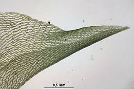 Attēlu rezultāti vaicājumam “Sphagnum squarrosum”
