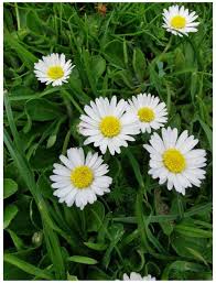 Image result for Bellis perennis