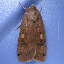 Attēlu rezultāti vaicājumam “Noctua pronuba”