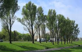 Attēlu rezultāti vaicājumam “Populus x petrowskyana”