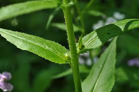 Attēlu rezultāti vaicājumam “Hesperis matronalis bud”