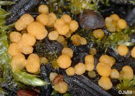 Attēlu rezultāti vaicājumam “Bactridium flavum”