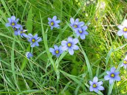 Attēlu rezultāti vaicājumam “Sisyrinchium montanum fruit”