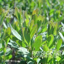 Attēlu rezultāti vaicājumam “Myrica gale fruit”