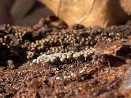 Attēlu rezultāti vaicājumam “Diderma ochraceum sessile”