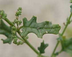 Image result for Chenopodium botrys