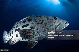 Image result for Epinephelus tukula