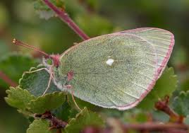 Attēlu rezultāti vaicājumam “Colias palaeno male”