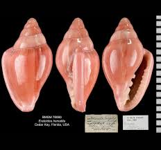 Attēlu rezultāti vaicājumam “Scardia boletella”