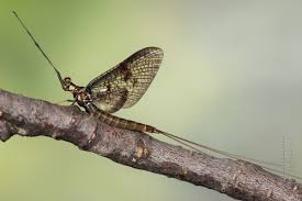 Attēlu rezultāti vaicājumam “Ephemera vulgata”