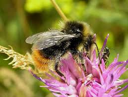 Attēlu rezultāti vaicājumam “Bombus lapidarius”