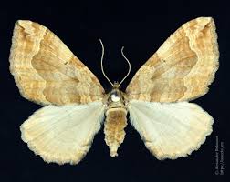 Attēlu rezultāti vaicājumam “Pelurga comitata”