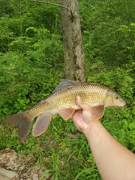 Image result for Moxostoma erythrurum