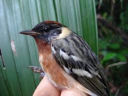 Image result for Dendroica castanea