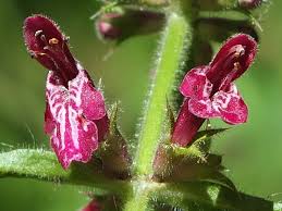 Attēlu rezultāti vaicājumam “Stachys sylvatica flower”