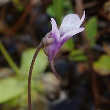 Attēlu rezultāti vaicājumam “Pinguicula vulgaris flower”
