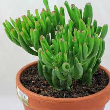 Image result for Crassula hobbit
