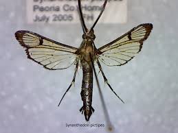 Attēlu rezultāti vaicājumam “Sesiidae”