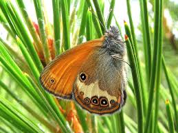 Attēlu rezultāti vaicājumam “Coenonympha arcania”