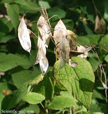 Attēlu rezultāti vaicājumam “Lunaria rediviva leaf”