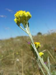 Attēlu rezultāti vaicājumam “Helichrysum arenarium bud”
