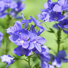 Attēlu rezultāti vaicājumam “Veronica austriaca subsp. teucrium flower”
