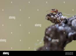 Attēlu rezultāti vaicājumam “Kleidocerys resedae imago”