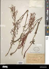 Attēlu rezultāti vaicājumam “Rumex thyrsiflorus”