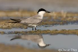 Image result for Gelochelidon nilotica