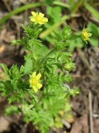 Attēlu rezultāti vaicājumam “Potentilla supina flower”