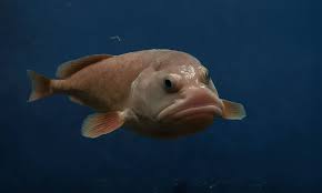 Image result for blobfish