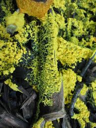 Attēlu rezultāti vaicājumam “Fuligo septica var. flava young”