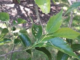 Attēlu rezultāti vaicājumam “Cannabaceae”
