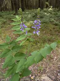 Attēlu rezultāti vaicājumam “Galega orientalis”