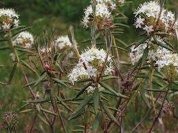 Attēlu rezultāti vaicājumam “Ledum palustre leaf”