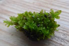 Attēlu rezultāti vaicājumam “Syntrichia latifolia”