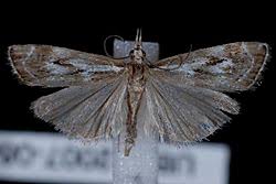 Attēlu rezultāti vaicājumam “Catoptria fulgidella”