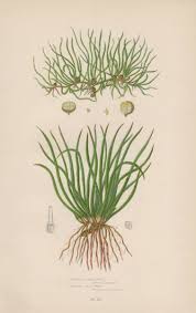 Attēlu rezultāti vaicājumam “Isoetes lacustris”