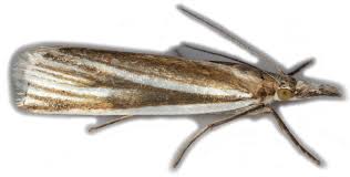 Attēlu rezultāti vaicājumam “Crambus silvella”