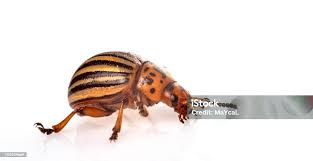 Attēlu rezultāti vaicājumam “Leptinotarsa decemlineata”