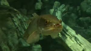 Image result for Amia calva