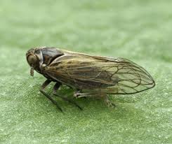 Attēlu rezultāti vaicājumam “Javesella pellucida female”