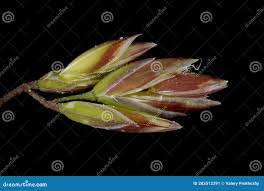 Attēlu rezultāti vaicājumam “Poa trivialis flower”