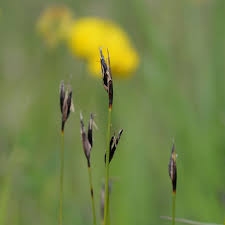 Attēlu rezultāti vaicājumam “Schoenus ferrugineus flower”