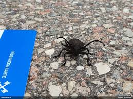 Attēlu rezultāti vaicājumam “Fuligo licentii”