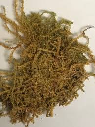 Attēlu rezultāti vaicājumam “Hygrohypnum luridum”